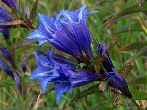 Willow Gentian Flowers Image