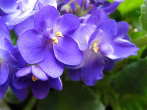 Please simply order online or call us toll free at. What Is The State Flower Of New Jersey