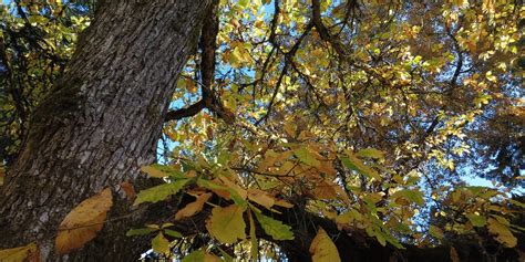 Virginia Oak Trees 14 Common Varieties Gfl Outdoors