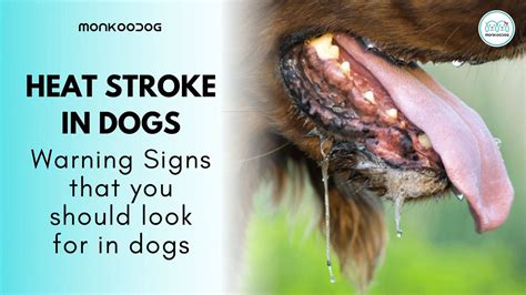 Warning Signs Your Dog Is Dying From Heat Stroke Monkoodog