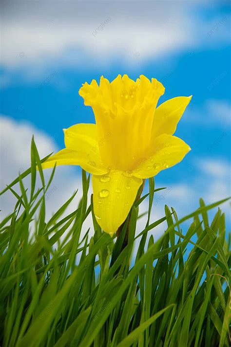 Daffodil Garden Clouds Still Photo Background And Picture For Free