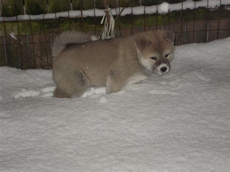 Akita Pup Snow Winter Dog Hd Wallpaper Peakpx
