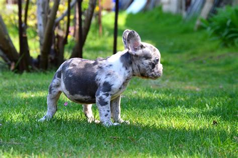 Please read our french bulldog breed buying advice page first, or try our useful dog breed selector to find the perfect dog breed. French Bulldog Puppies For Sale | Miami, FL #296098