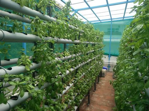 Hydroponics Startups Helping Urban Indians Grow Their Own Food