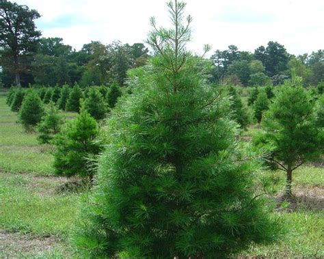A Guide For Real Christmas Trees Agrilife Today