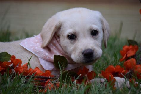 All vet checked and microchipped, with a 10 year guarantee. Pin on Labrador Retriever Puppies & Dogs for Sale
