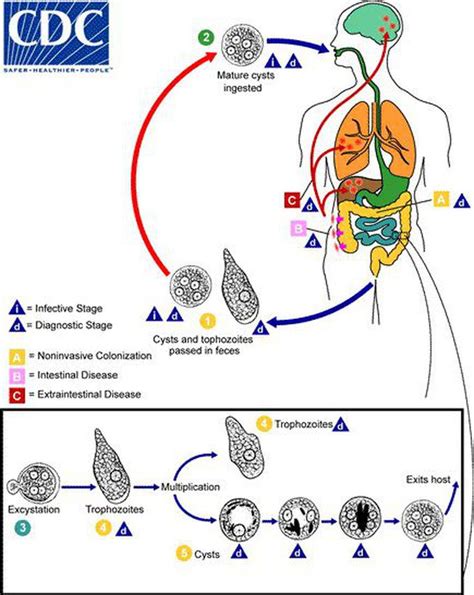 Life Cycle Of Entamoeba Histolytica Medizzy