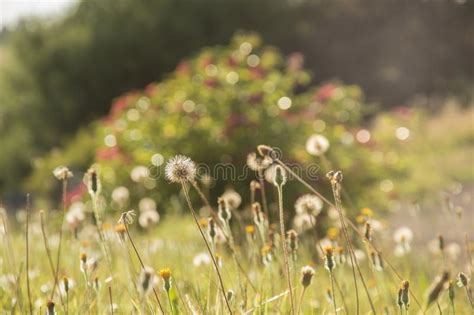 A Summer Meadow Artistically Blurred With Wild Flowers And Dandelions
