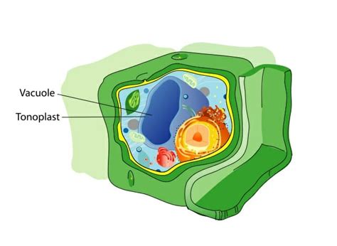 Vacuole Definition Structure And Functions Biology Dictionary