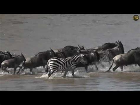 Wildebeest Migration With James Hendry Youtube
