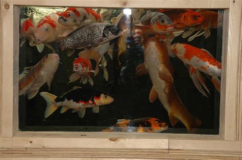 Indoor Koi Tanks # 8 and #9: