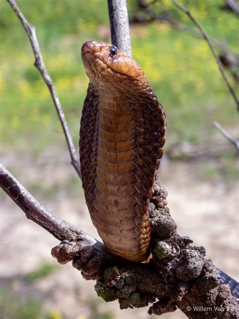 Cape Cobra Naja Nivea From The Western Cape South Africa Dangerously
