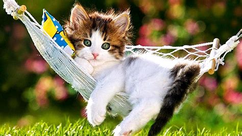 Black White Cat Kitten Is Lying On Swing In Blur Bokeh Background Hd