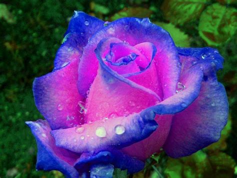 Blue N Pink Rose Seeds Beautiful Rose Flowers Rainbow Roses