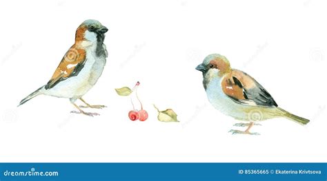 Watercolor Little Birds Stock Illustration Illustration Of Isolated