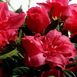 Download our printable guide to sun exposure for encore® azaleas, or watch this azalea sun exposure video. Encore Azaleas - The Best Azaleas for Australia