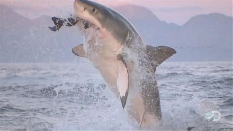 The Hunt For Mega Great White Shark Named Collossus Video Abc News