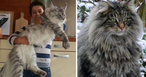16 Maine Coon Cats That Will Make Your Cat Look Tiny