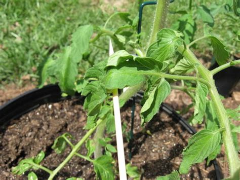 Tomato Leaves Greenlimp Wbunch O Pics