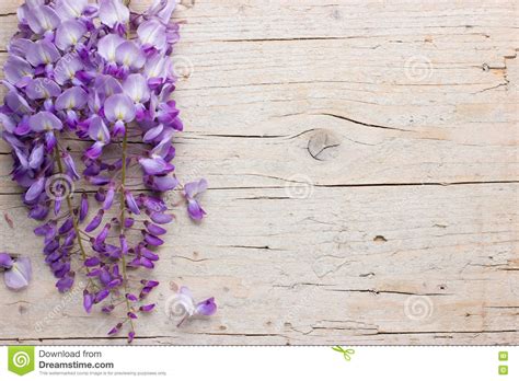 Jan 19, 2021 · meglio noto come glicine è il rampicante estivo per eccellenza: Fiori Viola Di Glicine Su Fondo Di Legno Bianco Immagine ...