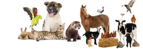 Country Feed Store | Your One Stop Animal Feed ShopLeighs Animal Feeds