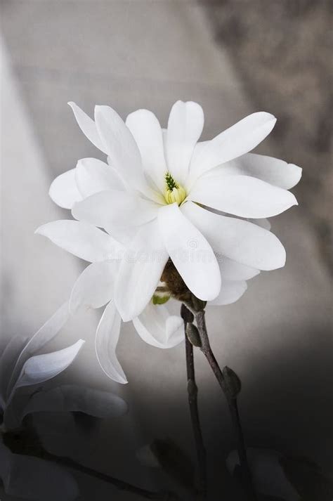 White Magnolia Tree Spring Flowers Closeup Stock Image Image Of