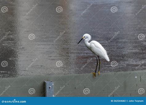 Egret Standing On A Wall In Celebration Florida Stock Photo Image Of
