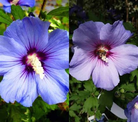 Blue Flowering Shrubs Buy Online To Grow In The Uk