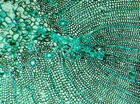 Microscopic Photography Microscope Art Microscopic Cells