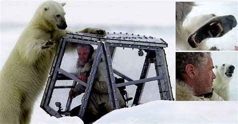 Polar Bears Terrifying Moment Wildlife Filmmaker Came Face To Face