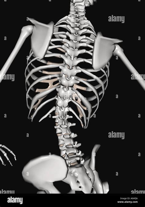 Rib Cage Anatomy Back View Anterior View Of The Thoracic Cage