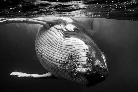 Breathtaking Underwater Photographs Document The Hidden Lives Of
