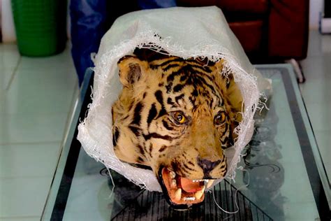 Berkas Lengkap Kasus Perdagangan Kulit Harimau Sumatera Siap Disidang