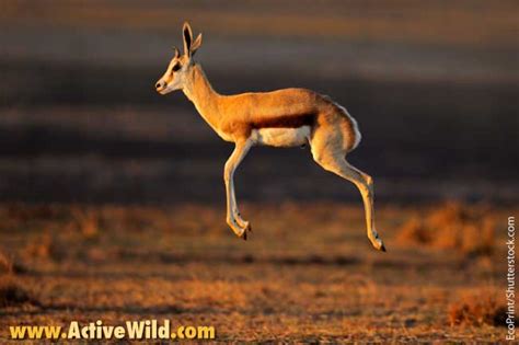 Africa is the world's second largest continent (asia is the largest). African Animals List, With Pictures, Facts, Information & Worksheet