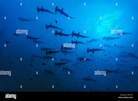 Schooling Scalloped Hammerhead Sharks Sphyrna Lewini Cocos Island