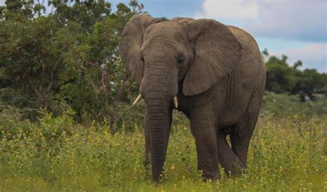 Statement Of The Iucn Ssc African Elephant Specialist