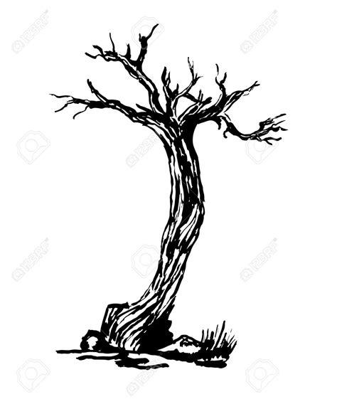 Dry Tree Drawing At Getdrawings Free Download