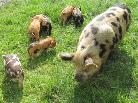 Can pigs be kept in a house? Litter of Kune Kune piglets born 9th August 2010