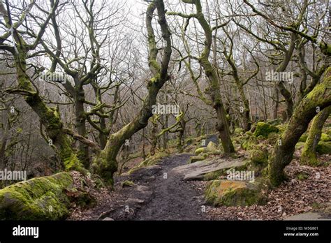 Ancient Woodland At Padley Gorge In The Peak District Derbyshire Stock