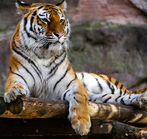 Tiger Sitting On Brown Logs Closeup Photography · Free Stock Photo