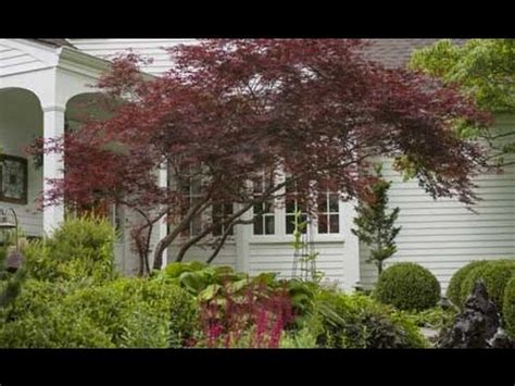 When it comes to trees, select small species or those that are able to be pruned and shaped without compromising their form if they grow too large. Small Trees for Limited Space - YouTube