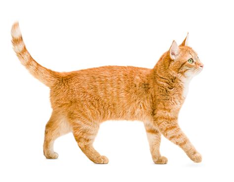 5 Facts About Ginger Cats The Village Vets