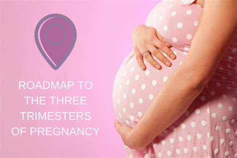 The Three Trimesters Of Pregnancy