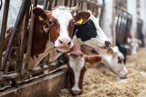 La Verdad Sobre La Cría Agrícola De Vacas Lecheras Vegan Fta