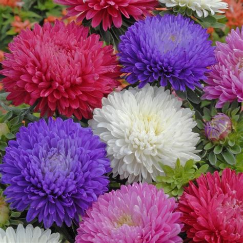 Top 10 Most Beautiful Aster Flowers Yabibo