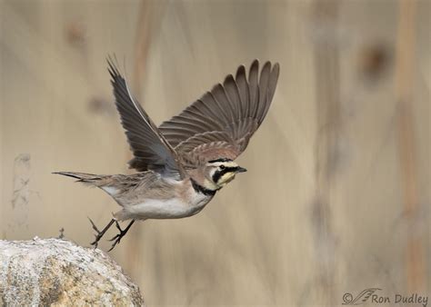 Horned Lark Takeoff Feathered Photography
