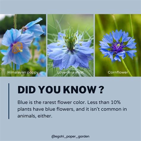 Fun Fact Did You Know Blue Is The Rarest Flower Color Rare Flowers