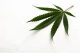 Pictures of Marijuana Leaf Diagnosis