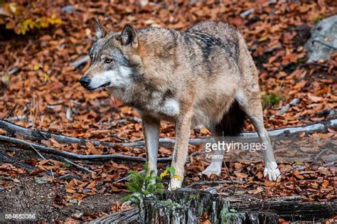 Wolf Tail Photos And Premium High Res Pictures Getty Images