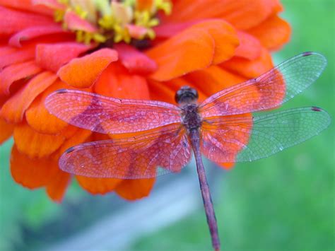 Pictures Of Dragonflies On Flowers Flowers Jkw